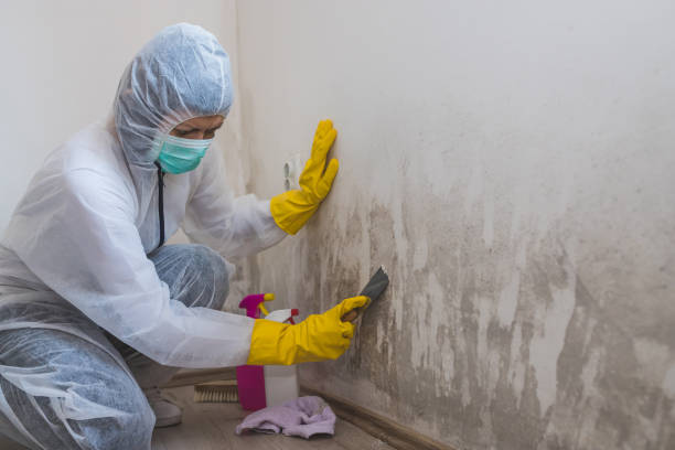 Best Residential Mold Removal  in Orange Lake, NY